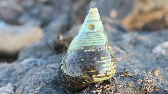 Image of opal jewel topsnail