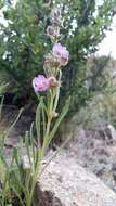 Image of James' beardtongue