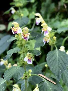 Image of Galeopsis polychroma Beck