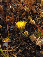 Imagem de Agoseris heterophylla var. heterophylla