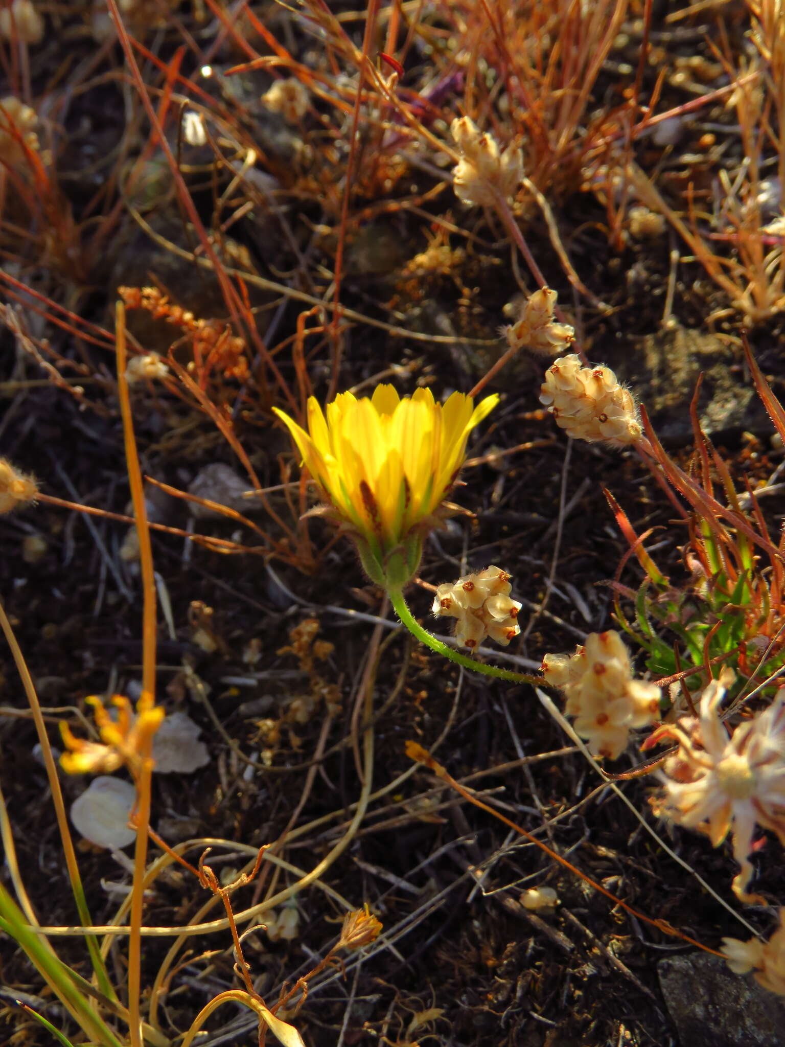 Imagem de Agoseris heterophylla var. heterophylla