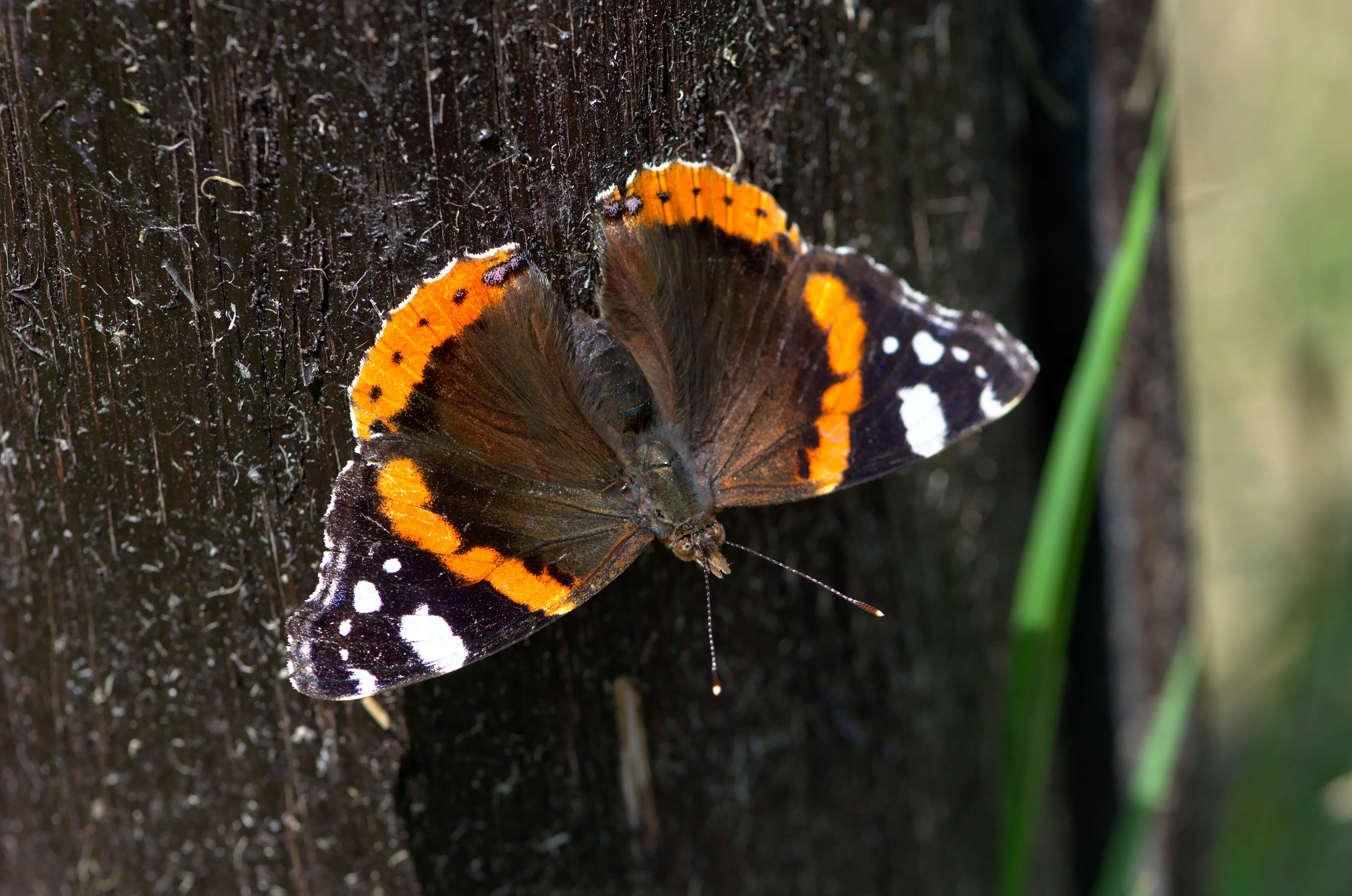 Image of Red Admiral