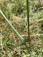 Plancia ëd Chlorophytum fasciculatum (Baker) Kativu