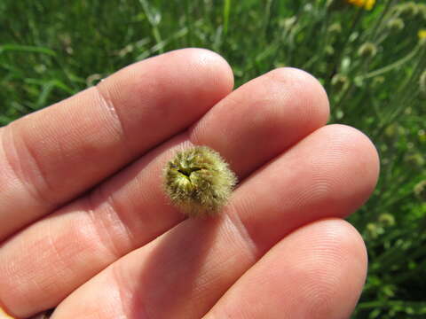 Image of August-Flower