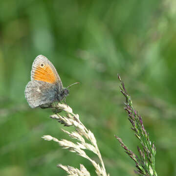 Image of small heath