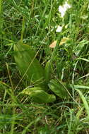 Image of Platanthera hybrida Brügger