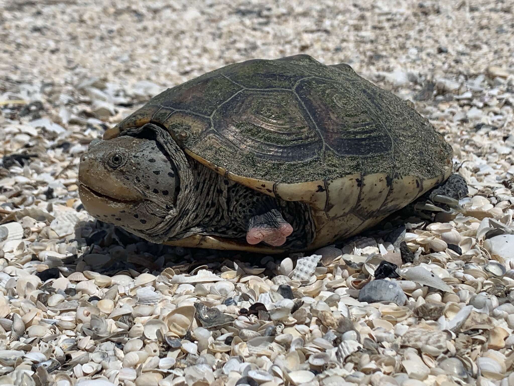 Image of Malaclemys terrapin littoralis (Hay 1904)