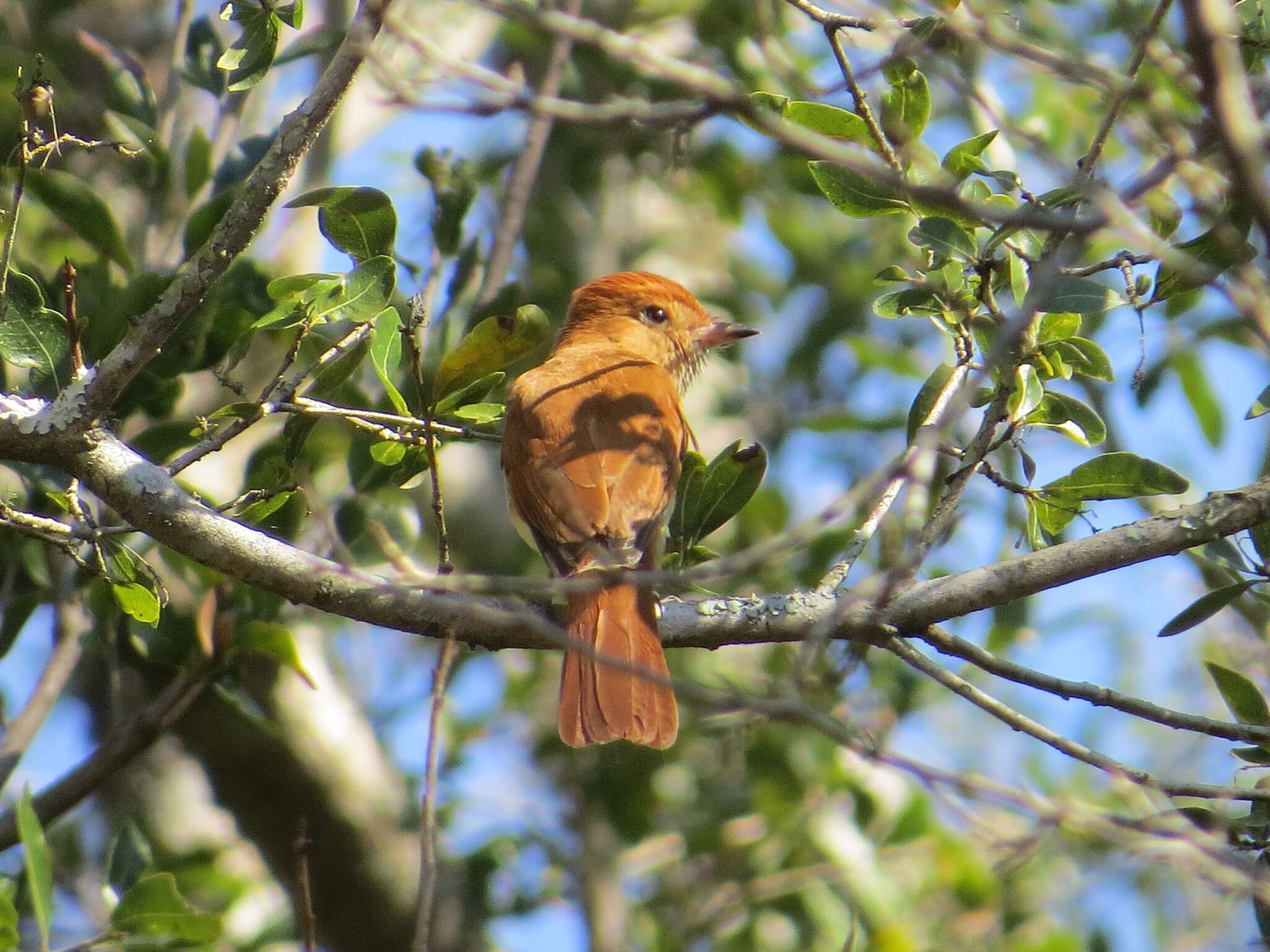 Слика од Casiornis Des Murs 1856