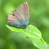 Plancia ëd Callophrys rubi (Linnaeus 1758)