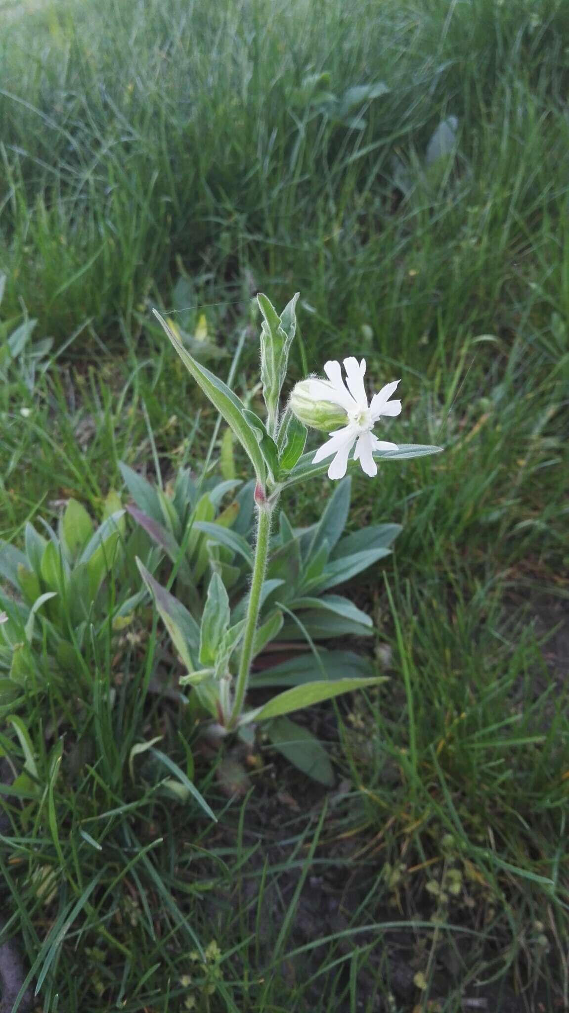 Imagem de Silene latifolia subsp. alba (Miller) Greuter & Burdet