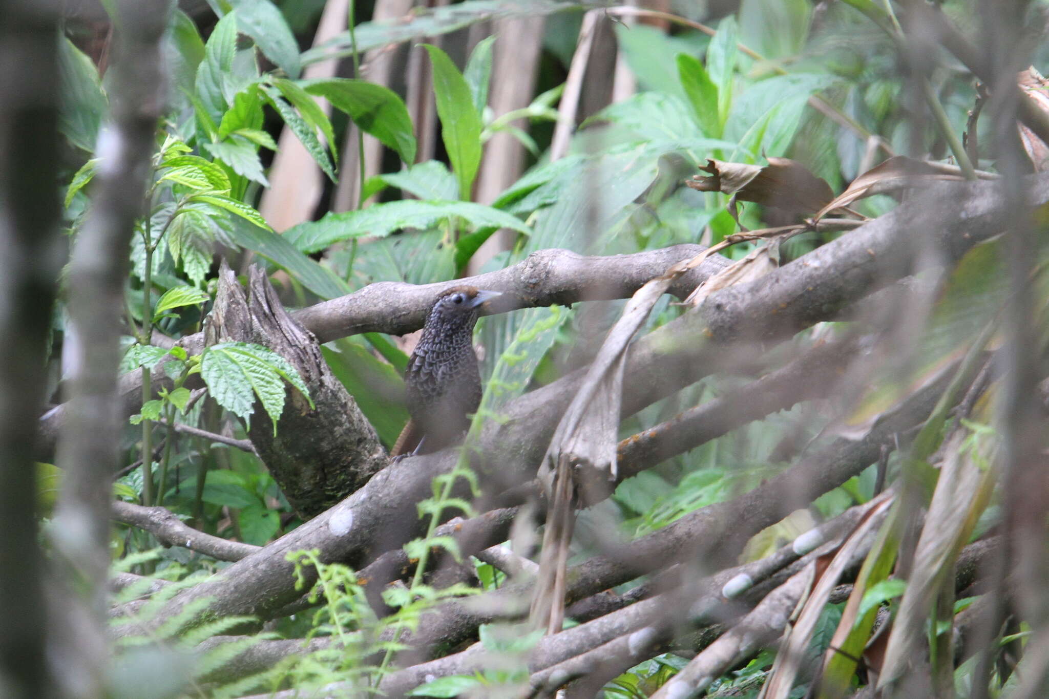 Image of Cachar Wedge-billed Babbler