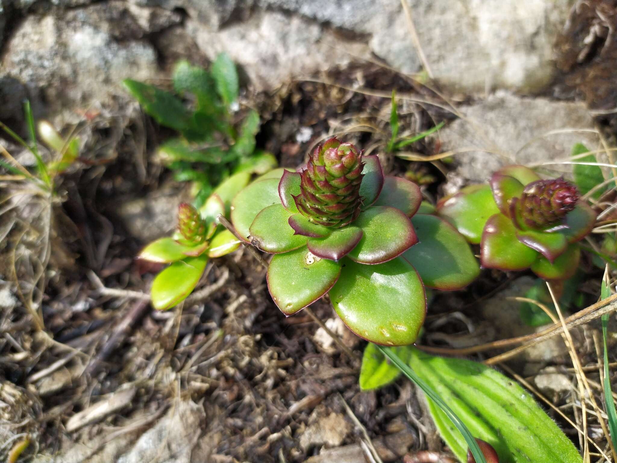 Image of Orostachys maximowiczii V. V. Byalt