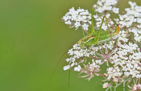 Image of striped bush-cricket