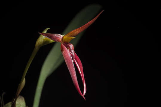 Image of Bulbophyllum basisetum J. J. Sm.