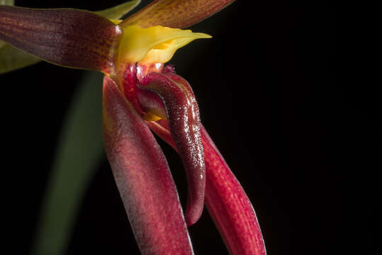 Image of Bulbophyllum basisetum J. J. Sm.