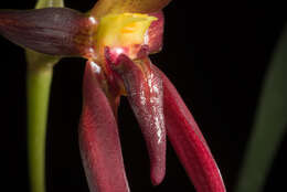 Image of Bulbophyllum basisetum J. J. Sm.