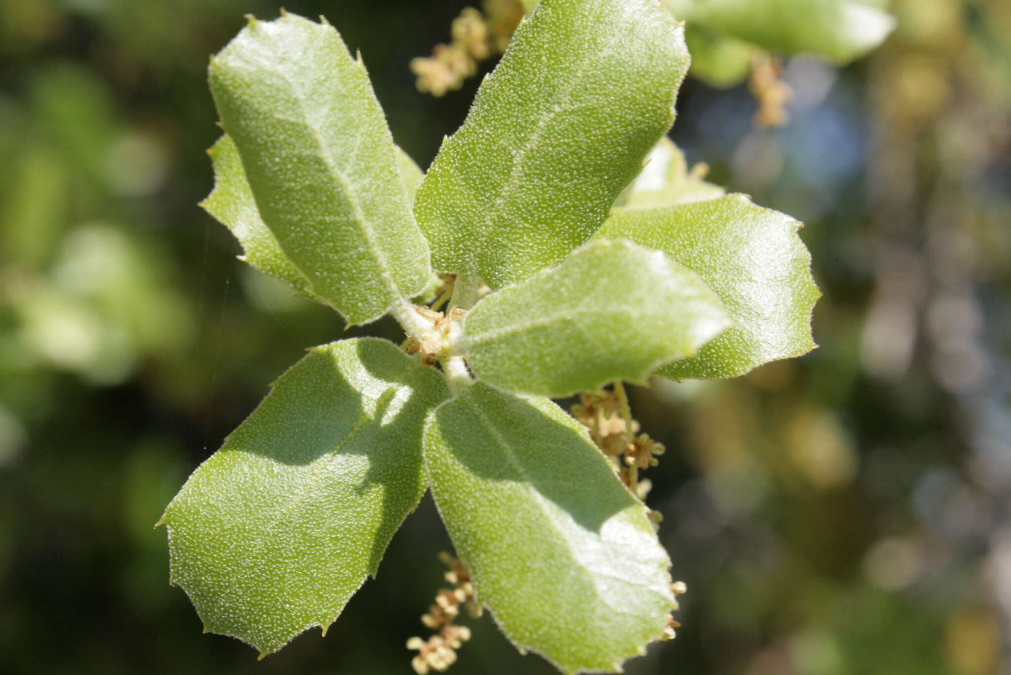 Image of Boz-Pirnal Oak