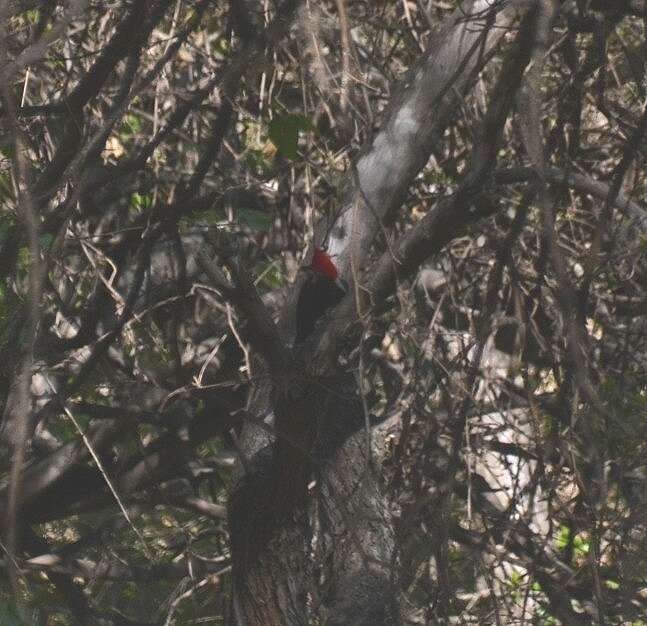 Image of Black-bodied Woodpecker