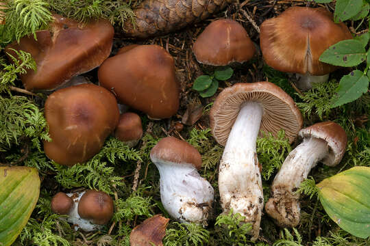 Слика од Cortinarius armeniacus (Schaeff.) Fr. 1838