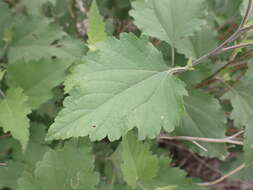 Image of Tucson bur ragweed