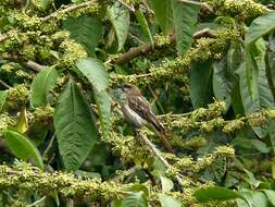 Image of Streaked Flycatcher