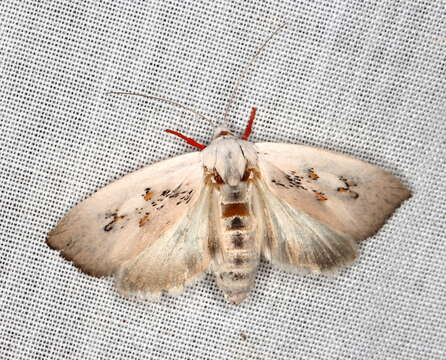 Image of Brachybelistis neomorpha Turner 1902