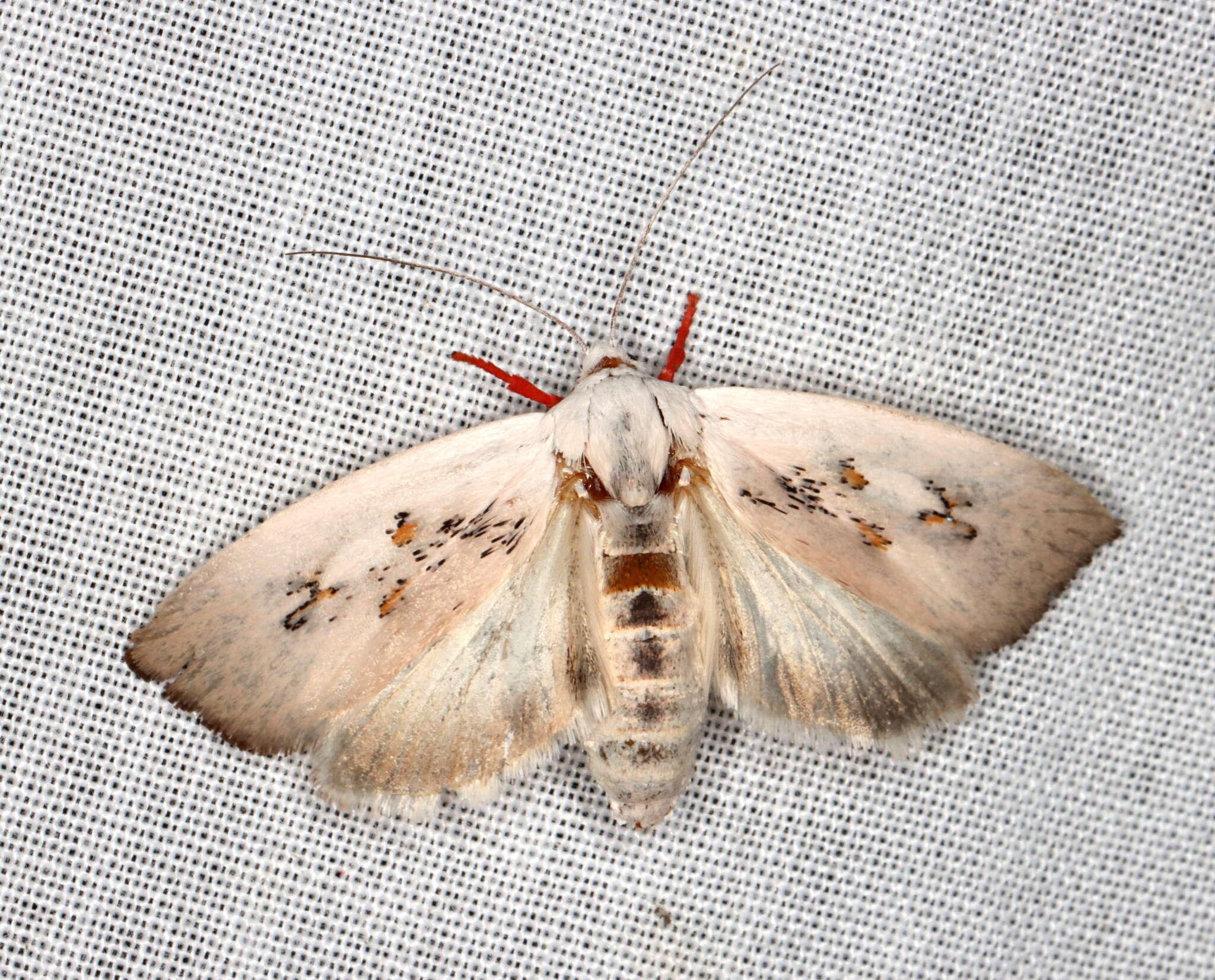 Plancia ëd Brachybelistis neomorpha Turner 1902