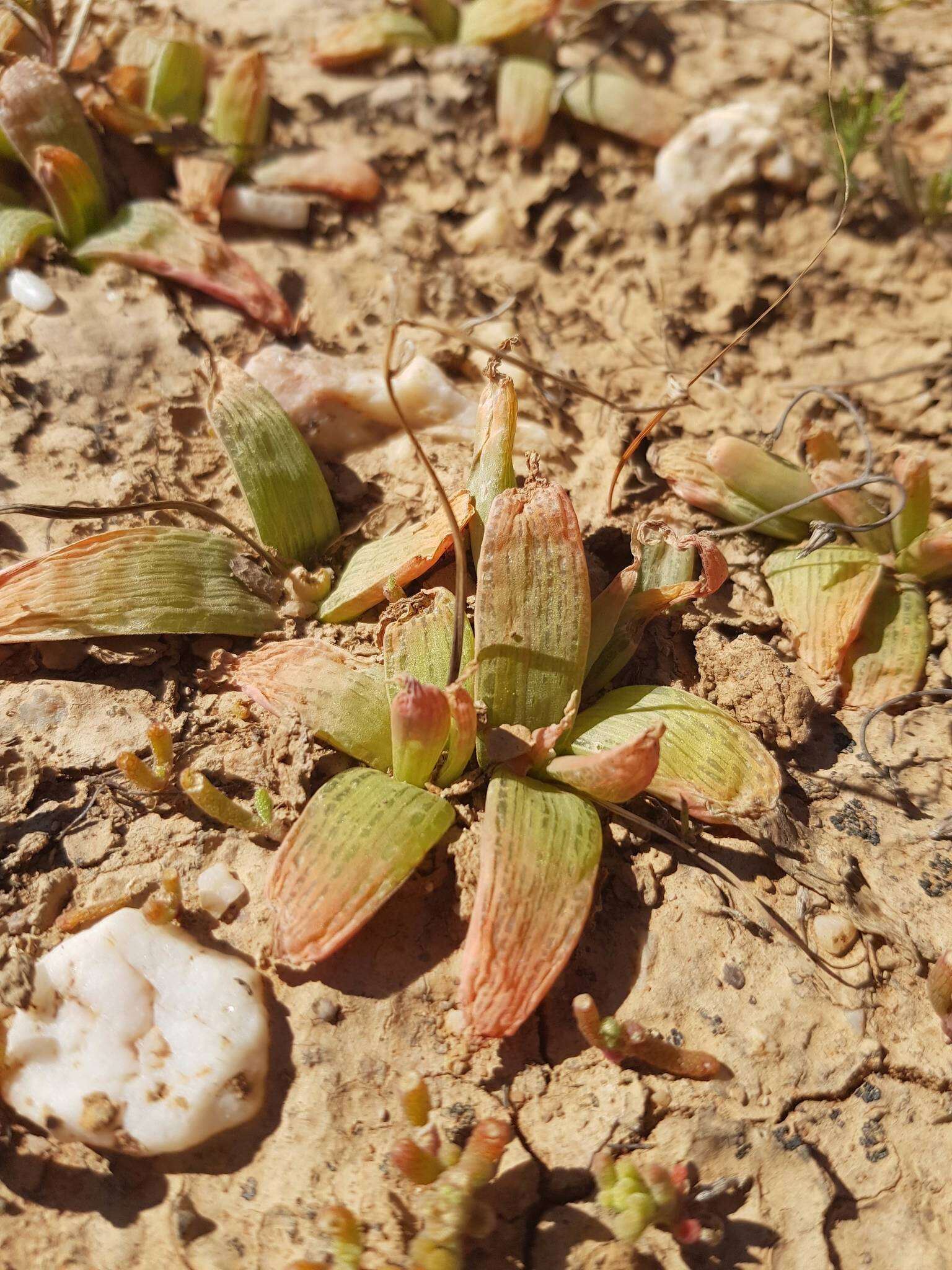 Imagem de Bulbine fallax Poelln.