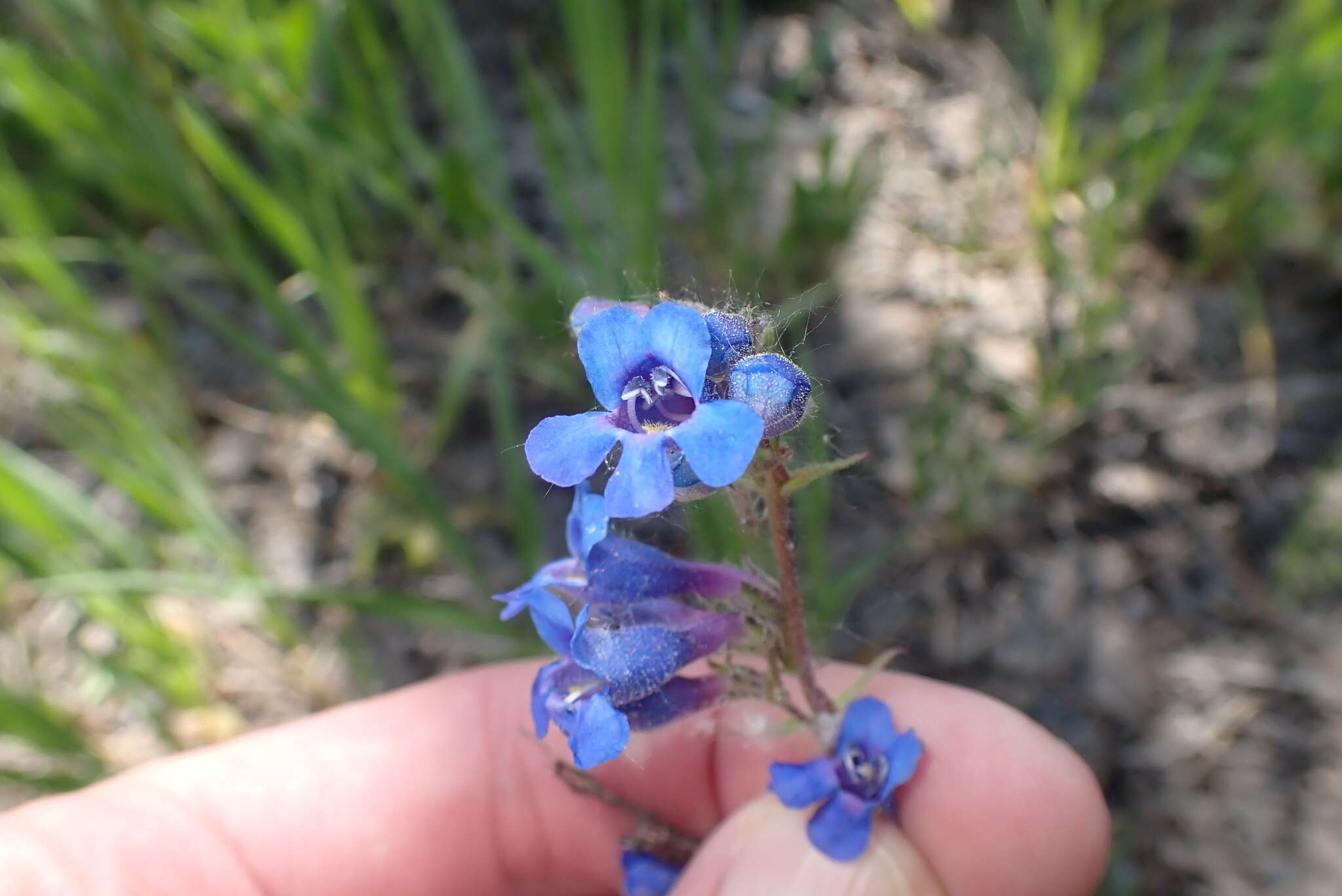 Слика од Penstemon mensarum Pennell