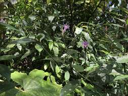 Strobilanthes longespicatus Hayata resmi