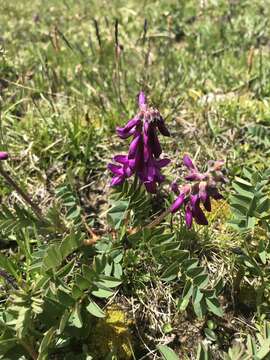 Plancia ëd Hedysarum hedysaroides (L.) Schinz & Thell.