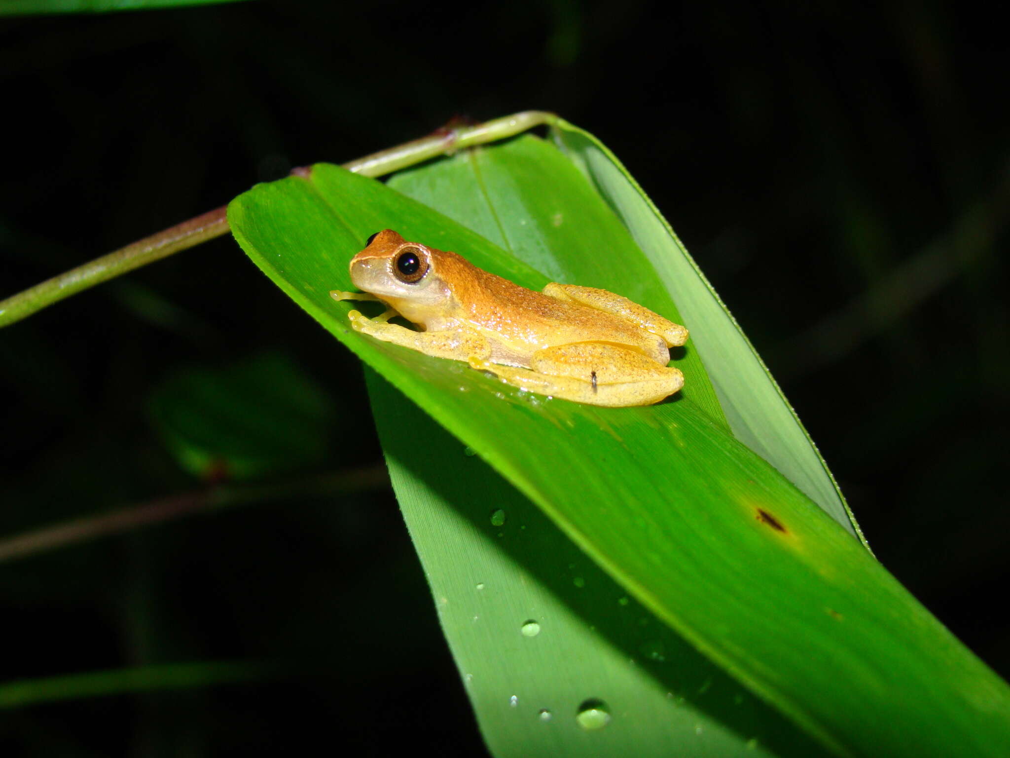 Image of Dendropsophus werneri (Cochran 1952)