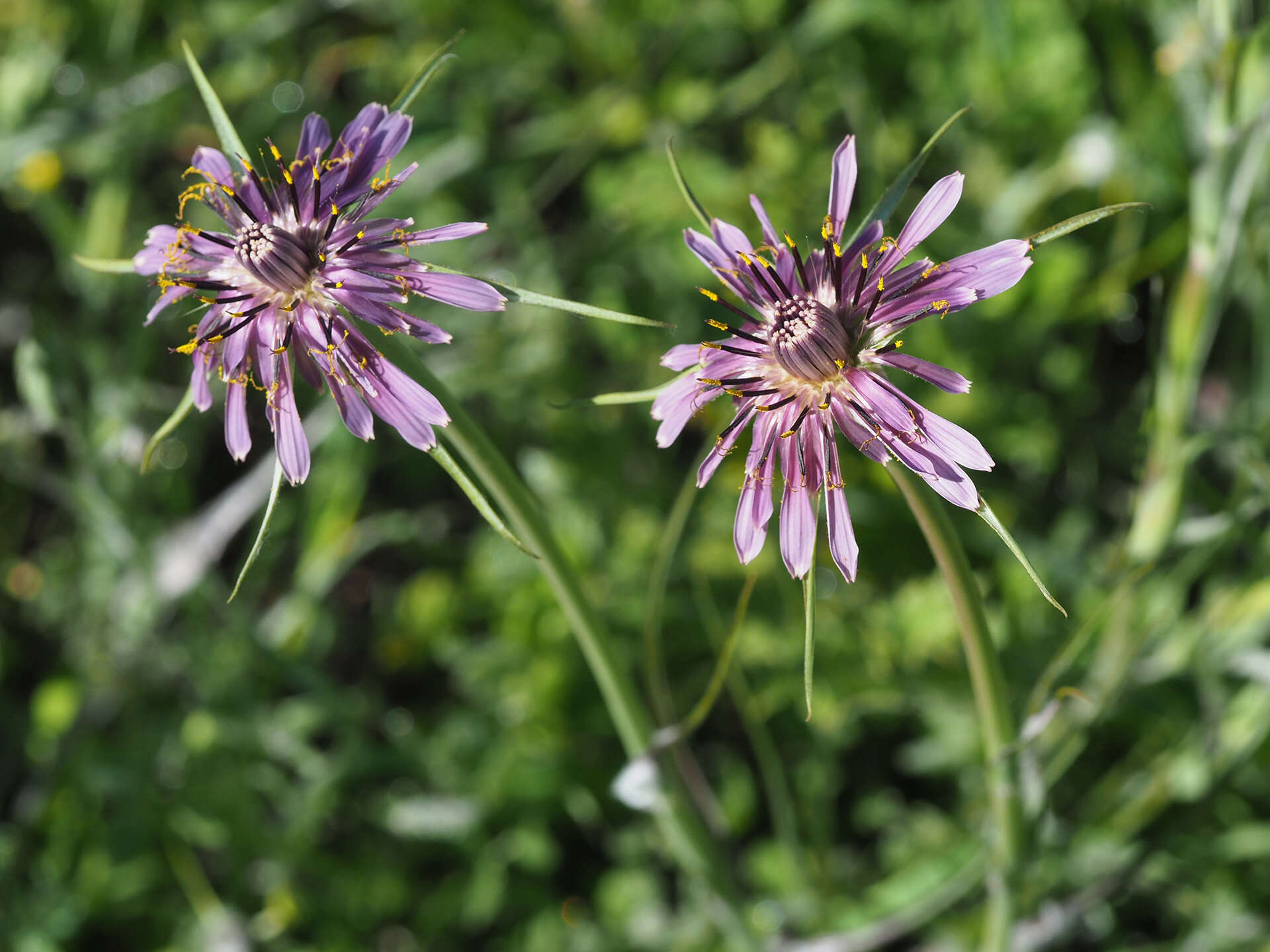 Image of Tragopogon porrifolius subsp. porrifolius