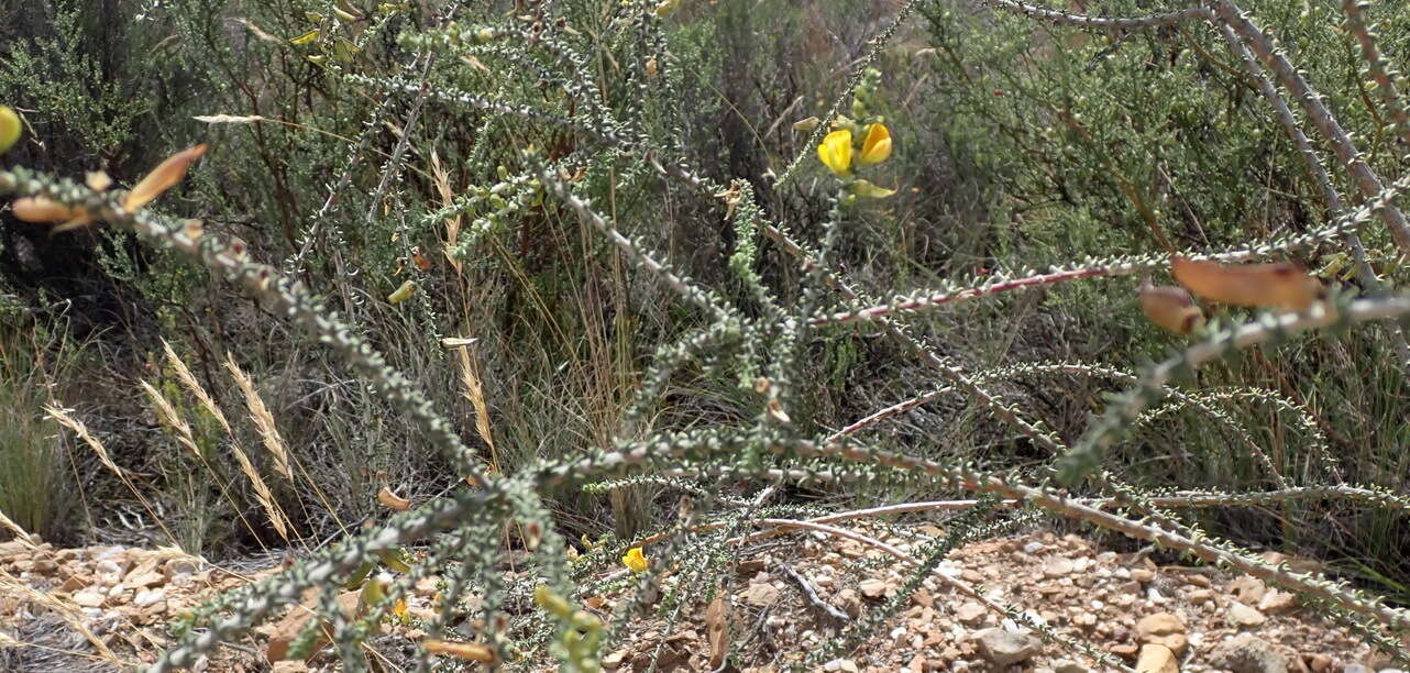 Image of Aspalathus pinguis subsp. pinguis