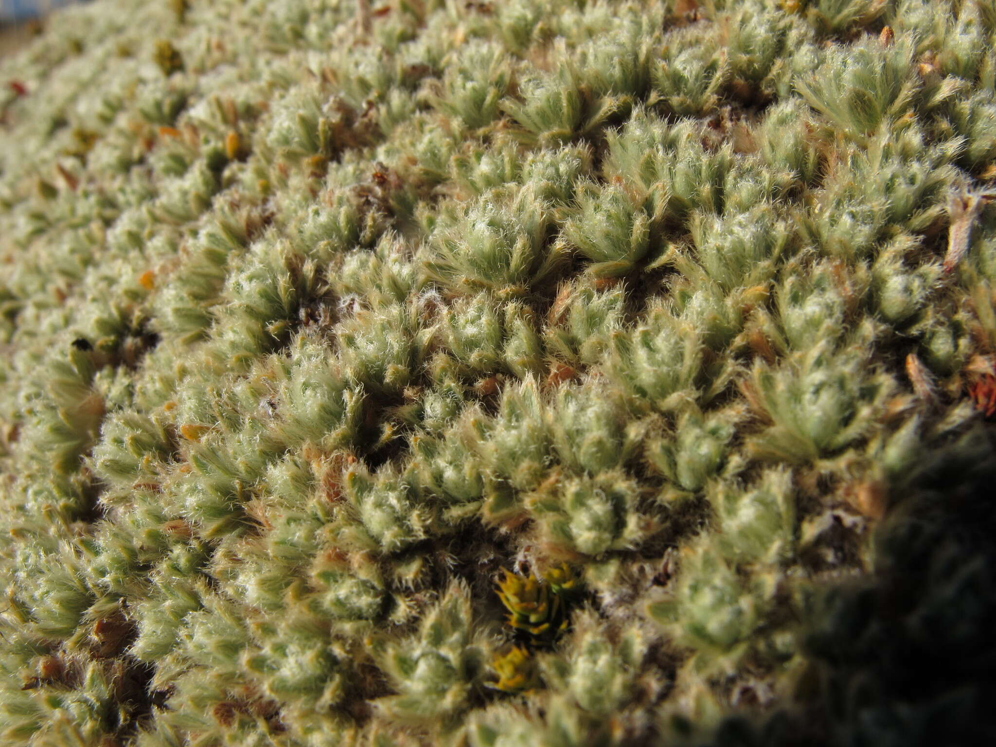 صورة Pimelea sericeovillosa subsp. pulvinaris (C. J. Burrows) C. J. Burrows