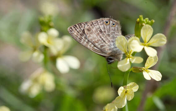 Image of Lang's Short-tailed Blue