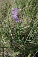 صورة Lactuca pulchella (Pursh) DC.