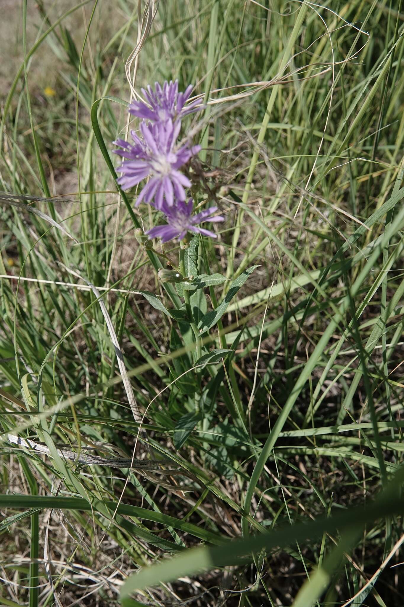 Image of blue lettuce