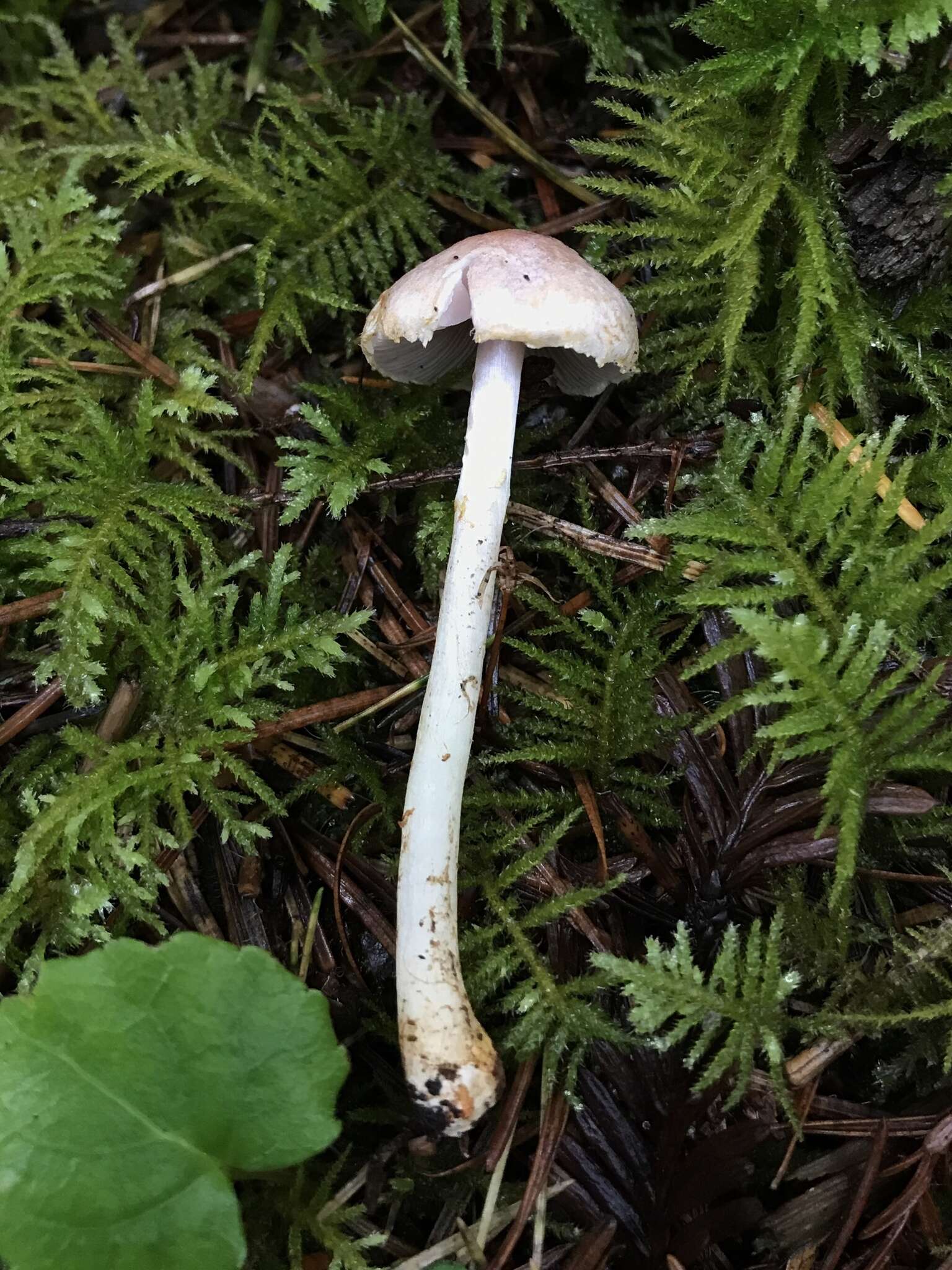 Imagem de Agaricus diminutivus Peck 1902