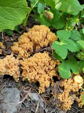 Image of Ramaria rubricarnata Marr & D. E. Stuntz 1974