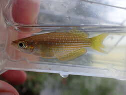 Image of Checkered rainbowfish