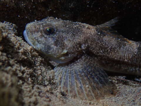 Imagem de Cottus sabaudicus Sideleva 2009