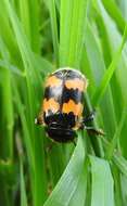 Image of Boreal Carrion Beetle