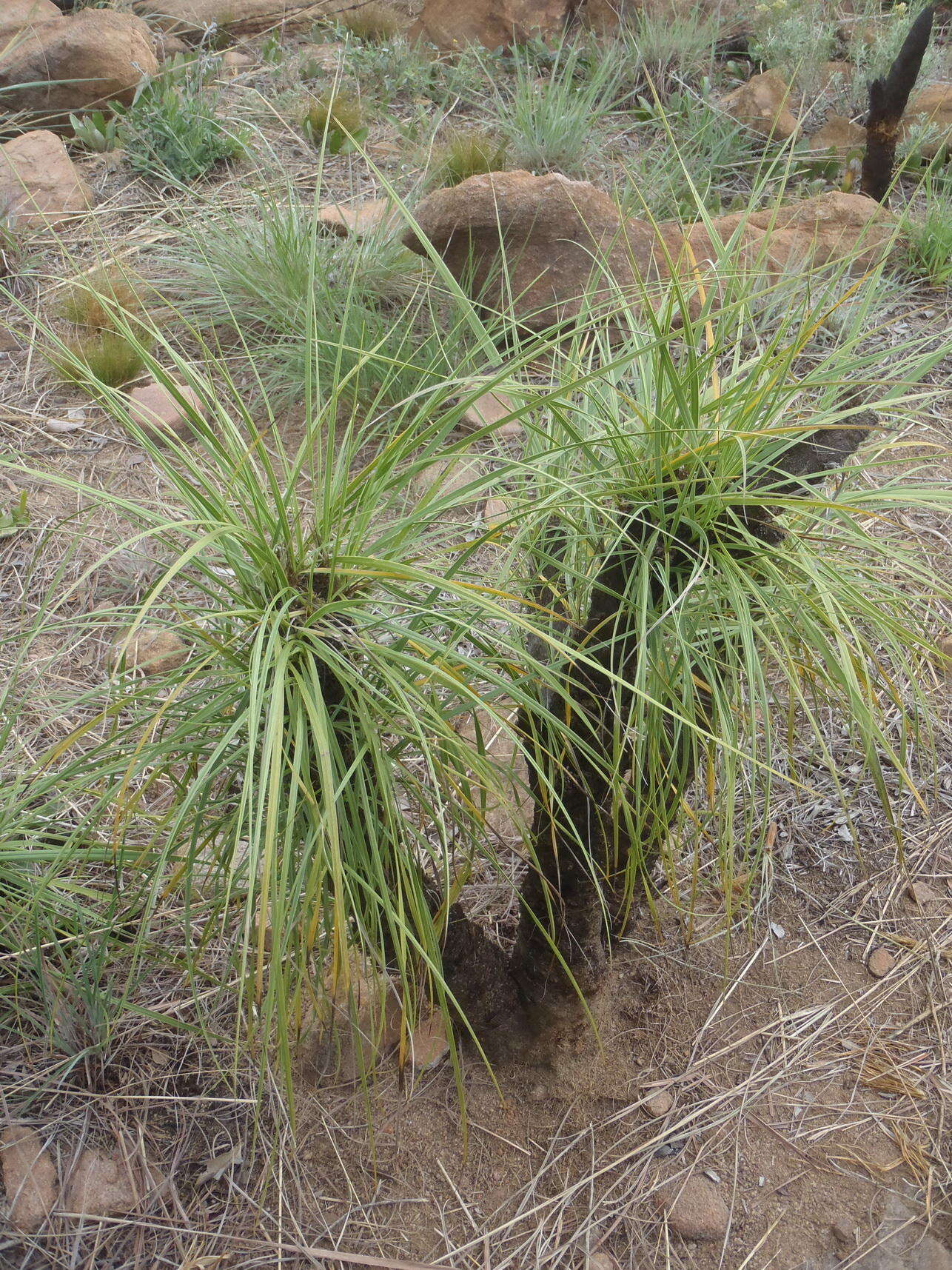 Image of Black-stick lily