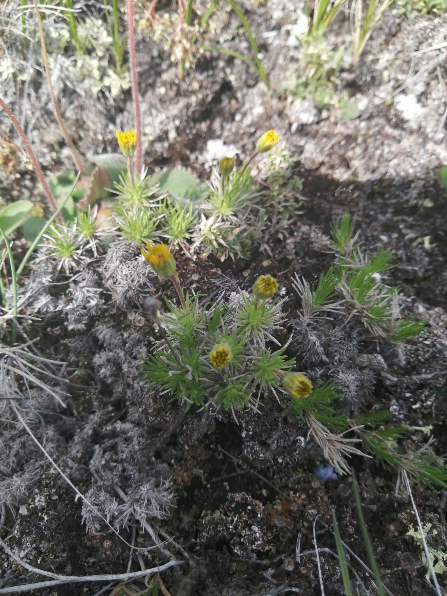 Imagem de Nestotus macleanii (Brandeg.) Urbatsch, R. P. Roberts & Neubig