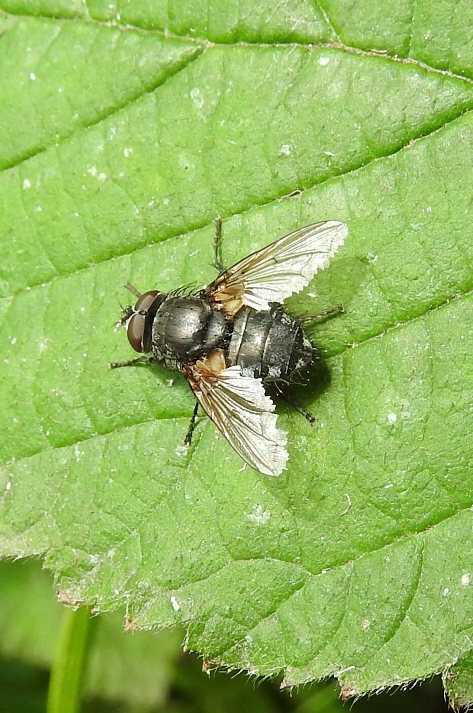 Image of blow flies