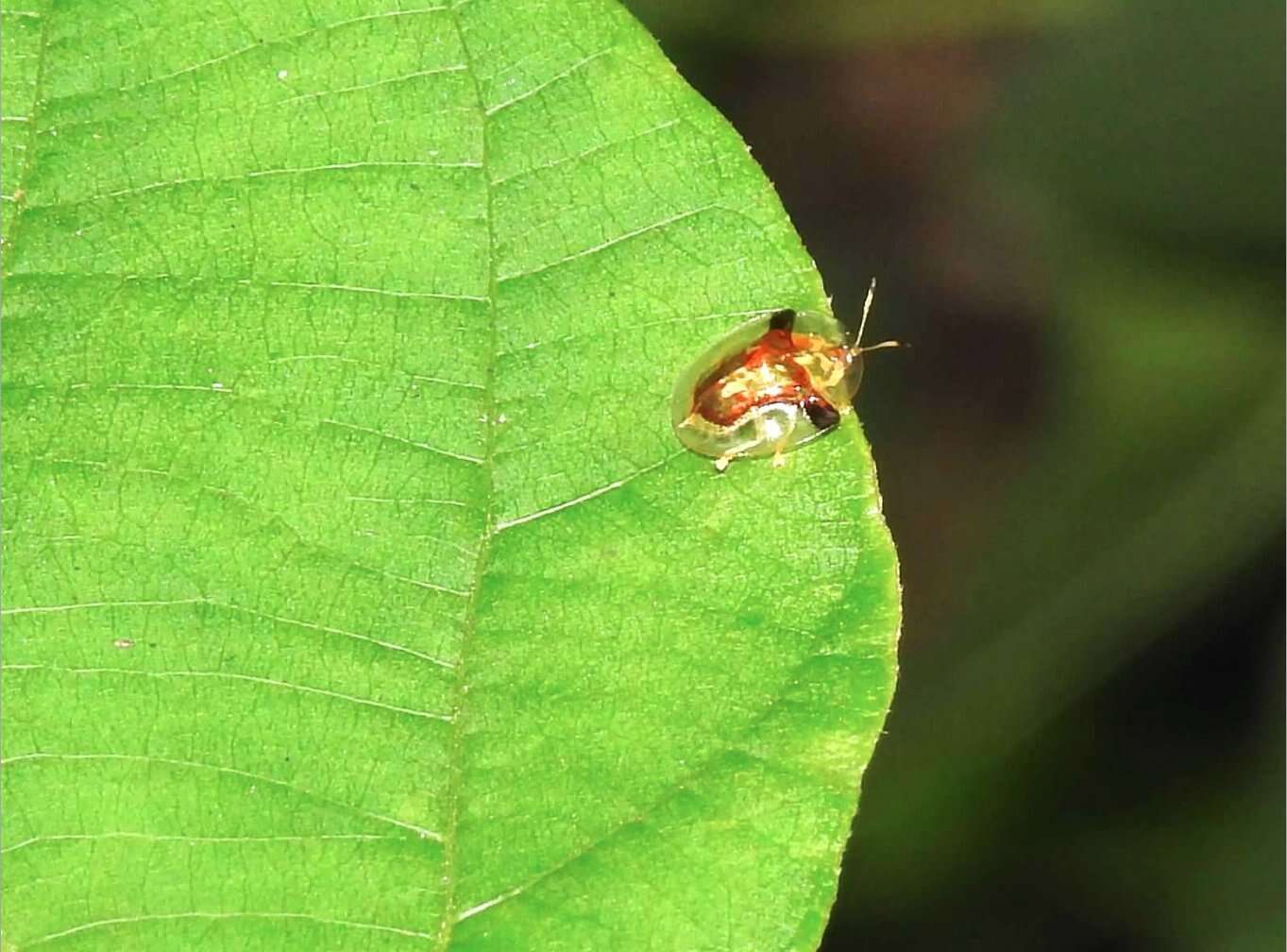 Image of Aspidimorpha (Aspidimorpha) furcata (Thunberg 1789)