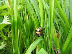 Image of Boreal Carrion Beetle