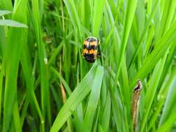 Image of Boreal Carrion Beetle