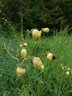 Image de Cirsium erisithales (Jacq.) Scop.